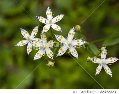 Akebonosou花 82372823