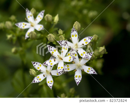 Akebonosou flower Akebonosou flower 82372824