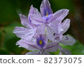 Water hyacinth 82373075