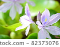 Water hyacinth 82373076