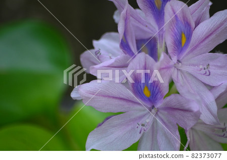 水葫蘆 水葫蘆 82373077