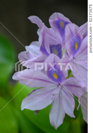 Water hyacinth 82373078
