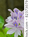 Water hyacinth 82373079
