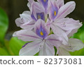 Water hyacinth 82373081