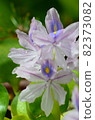Water hyacinth 82373082