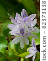 Water hyacinth 82373138