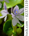 Water hyacinth 82373139