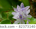 Water hyacinth 82373140