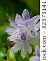Water hyacinth 82373141
