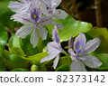 Water hyacinth 82373142