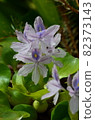 Water hyacinth 82373143