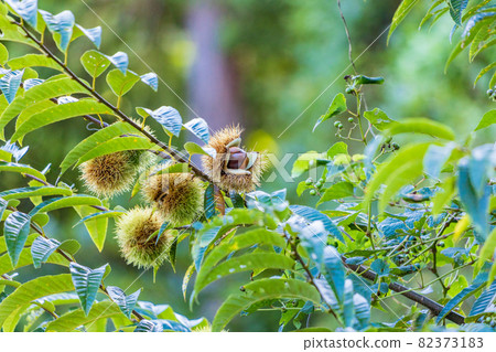 板栗 板栗 82373183