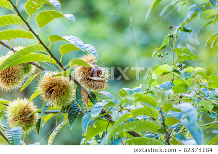 Tree chestnut 82373184