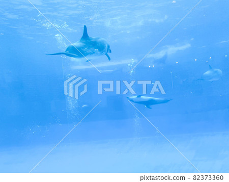 Dolphins swimming happily in the water 82373360