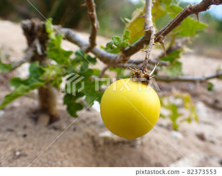 Poisonous Devil's Apple Nightshade Fruit (Solanum linnaeanum) 82373553