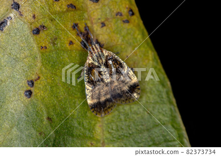 Adult Small Planthopper 82373734