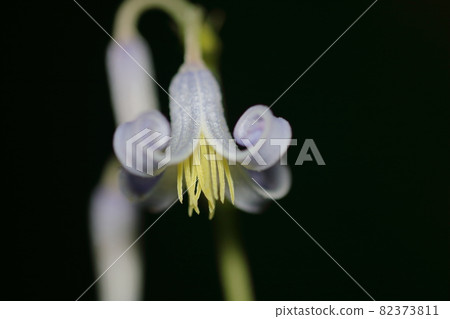 Clematis stans grass peony Yamano grass Komagane plateau 82373811