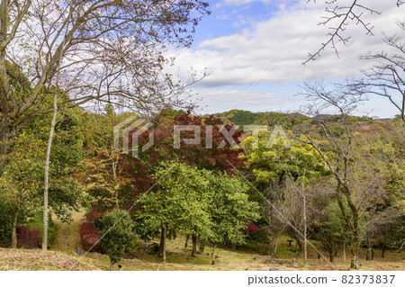 飯山白山森林公園的紅葉 飯山白山森林公園的紅葉 82373837