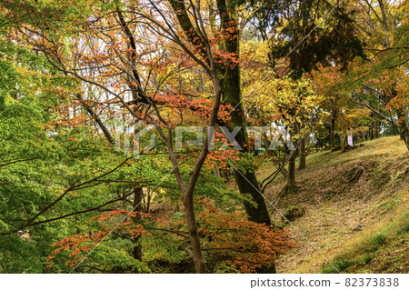 飯山白山森林公園的紅葉 飯山白山森林公園的紅葉 82373838