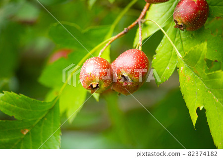 Crataegus pinnatifida var. Majo 82374182
