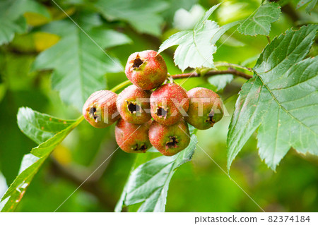 Crataegus pinnatifida var. Majo 82374184