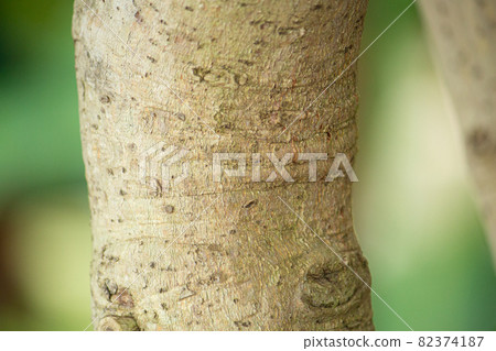 Bark of Ceylon Nikkei (scientific name: Cinnamomum verum), raw material for cinnamon 82374187