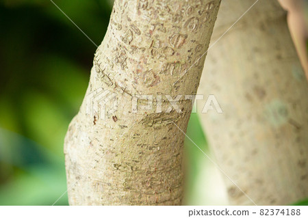 Bark of Ceylon Nikkei (scientific name: Cinnamomum verum), raw material for cinnamon 82374188
