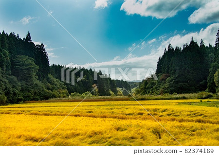 ≪Akita≫ Rice ears before harvest in Yamazato 82374189