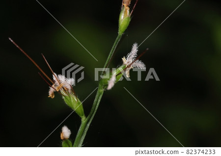 Natural plants such as Kochijimizasa, varieties of "Kechijimizasa", and those with less hair due to individual variation. Which one? 82374233