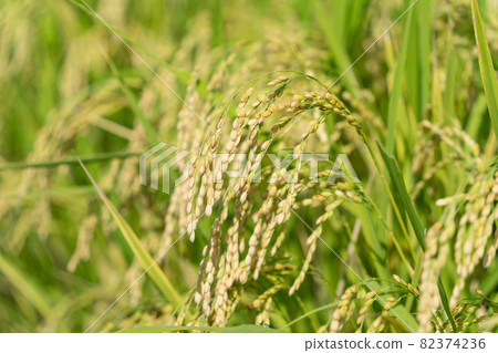 Rice field 82374236