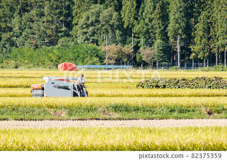 Rice reaping Rice reaping 82375359