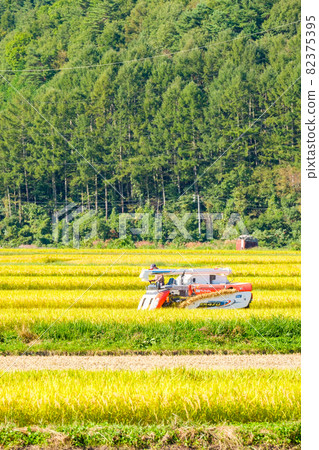 Rice reaping Rice reaping 82375395
