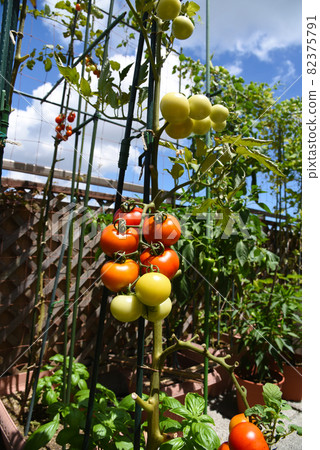 Fresh bunch of medium-sized tomatoes Fresh bunch of medium-sized tomatoes 82375791