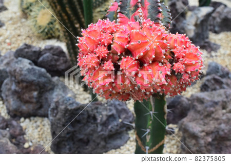 Cactus flower 82375805