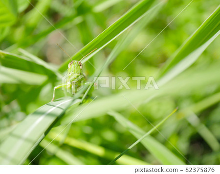 Grasshopper 2 Oxya yezoensis 82375876