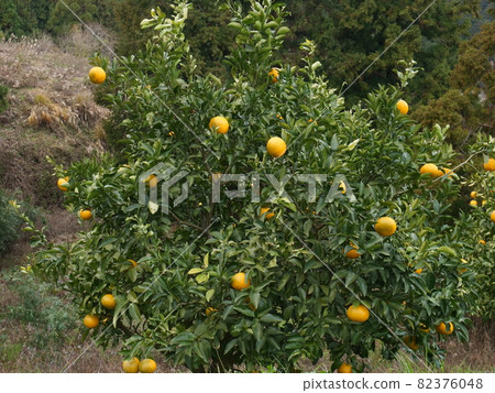 Hassaku fruit that has grown big 82376048