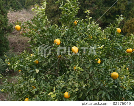 Hassaku fruit that has grown big 82376049