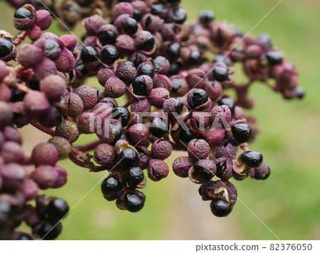 A lot of fruit of Inuzansho tree 82376050