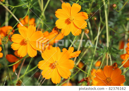 開花在秋天公園的 Kibana 宇宙橙花 82376162
