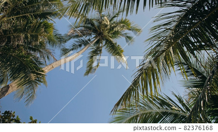 Palm trees with lush leaves waved by wind on tropical beach 82376168