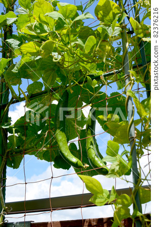 Cucumber cultivation in an apartment 82376216