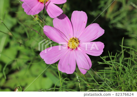 Pink cosmos flowers blooming in the autumn park Pink cosmos flowers blooming in the autumn park 82376624