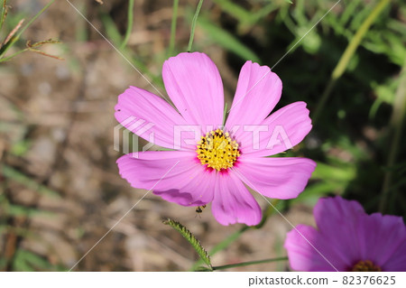 Pink cosmos flowers blooming in the autumn park Pink cosmos flowers blooming in the autumn park 82376625