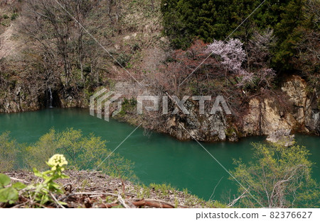 Spring Gassan Dam Lake Mountain Cherry blossoms and butterbur sprout Spring Gassan Dam Lake Mountain Cherry blossoms and butterbur sprout 82376627