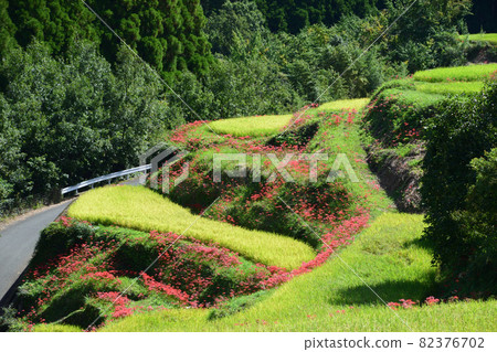 田田佳比的簇狀孤挺花 82376702