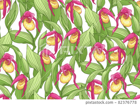 Lady's slipper orchid. Cypripedioideae.  82376778