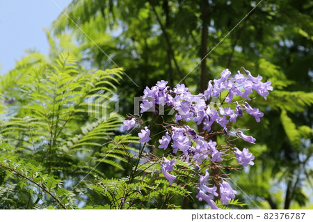 Jacaranda Jacaranda 82376787