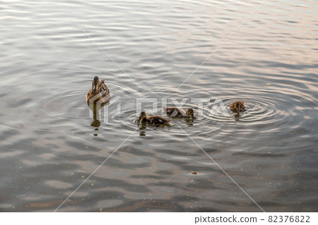 A family of ducks, a duck and its little ducklings are swimming in the water. The duck takes care of its newborn ducklings. Mallard, lat. Anas platyrhynchos 82376822