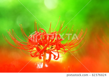 集群孤挺花 集群孤挺花 82376824