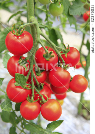 Nakadama tomato 82376832